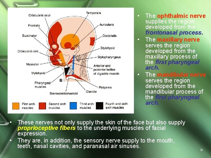  • The ophthalmic nerve supplies the region developed from the frontonasal process. •