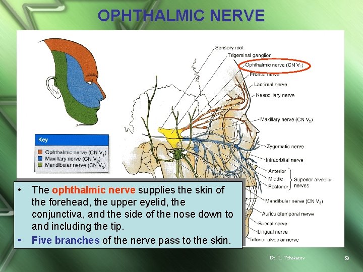 OPHTHALMIC NERVE • • The ophthalmic nerve supplies the skin of the forehead, the