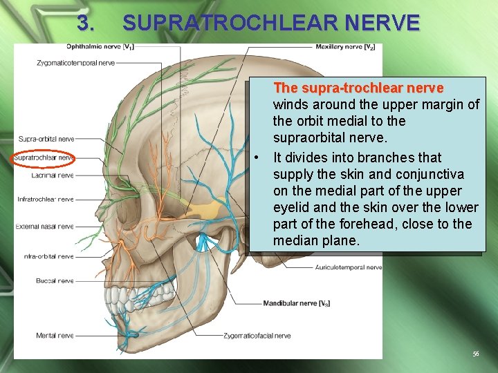 3. SUPRATROCHLEAR NERVE • The supra-trochlear nerve winds around the upper margin of the