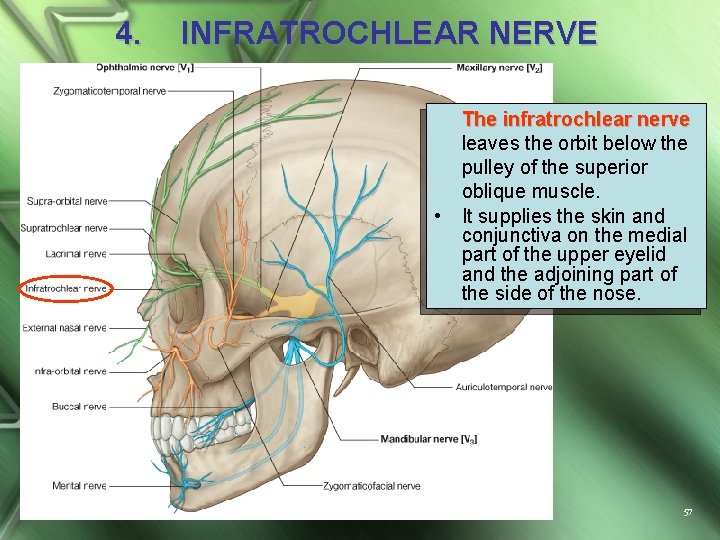 4. INFRATROCHLEAR NERVE • The infratrochlear nerve leaves the orbit below the pulley of