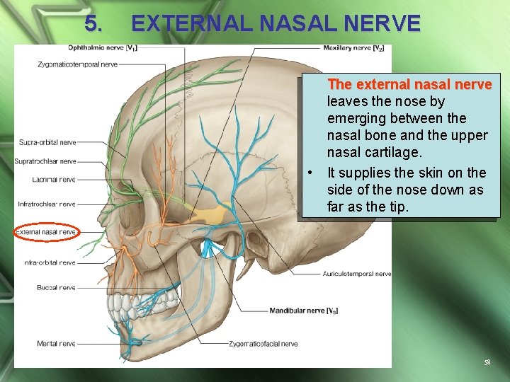 5. EXTERNAL NASAL NERVE • The external nasal nerve leaves the nose by emerging