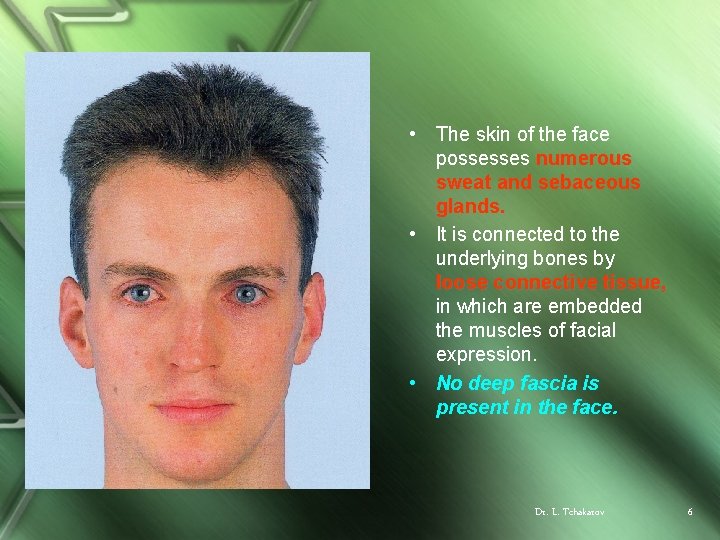  • The skin of the face possesses numerous sweat and sebaceous glands. •