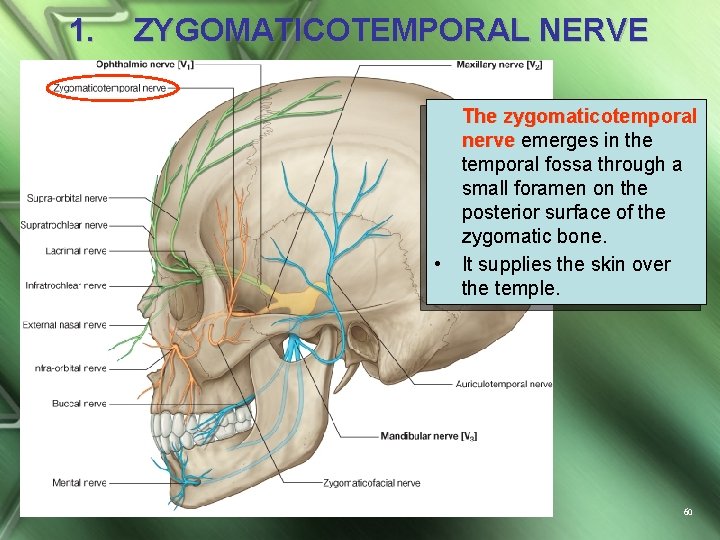 1. ZYGOMATICOTEMPORAL NERVE • The zygomaticotemporal nerve emerges in the temporal fossa through a