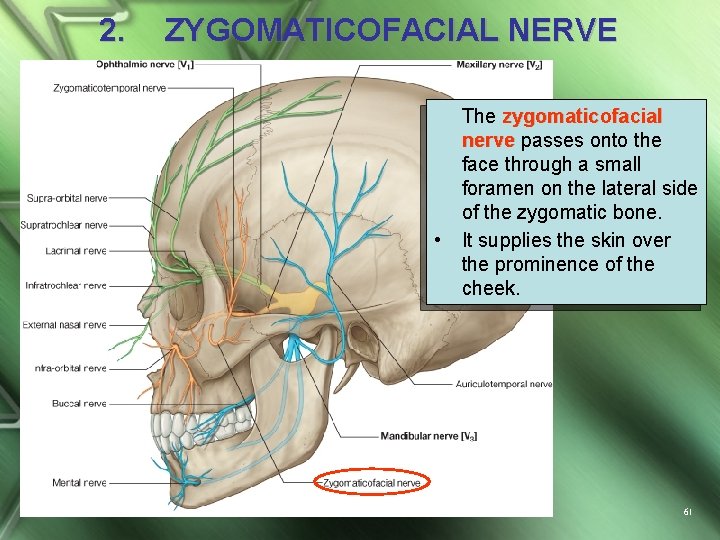 2. ZYGOMATICOFACIAL NERVE • The zygomaticofacial nerve passes onto the face through a small