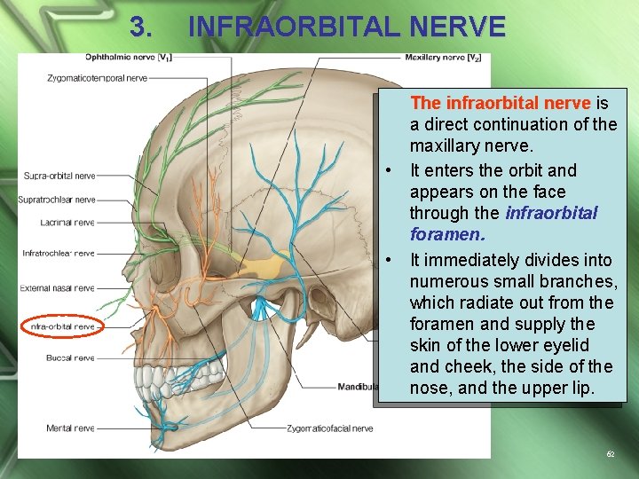 3. INFRAORBITAL NERVE • • The infraorbital nerve is a direct continuation of the