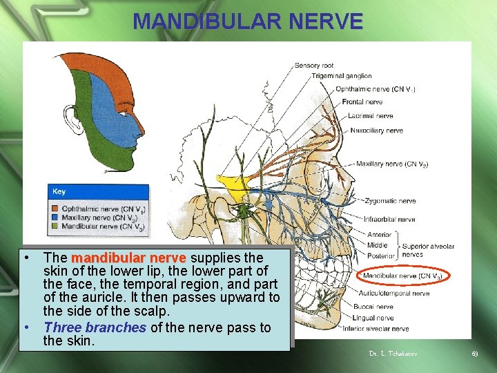 MANDIBULAR NERVE • • The mandibular nerve supplies the skin of the lower lip,