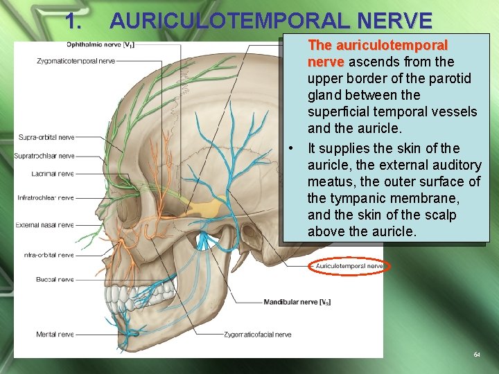 1. AURICULOTEMPORAL NERVE • The auriculotemporal nerve ascends from the upper border of the