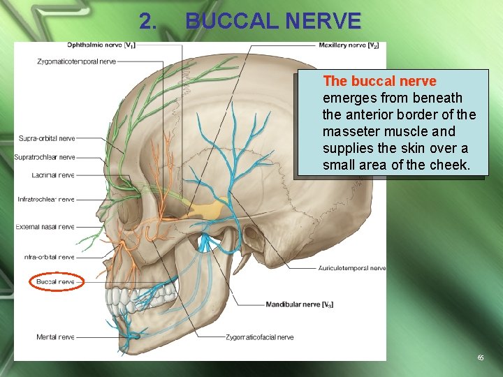 2. BUCCAL NERVE The buccal nerve emerges from beneath the anterior border of the