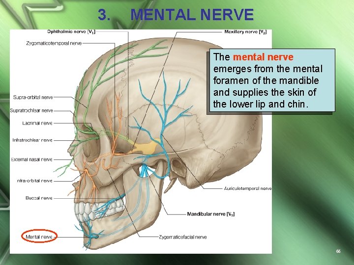 3. MENTAL NERVE The mental nerve emerges from the mental foramen of the mandible