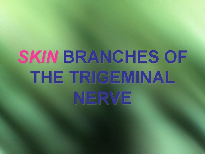 SKIN BRANCHES OF THE TRIGEMINAL NERVE 