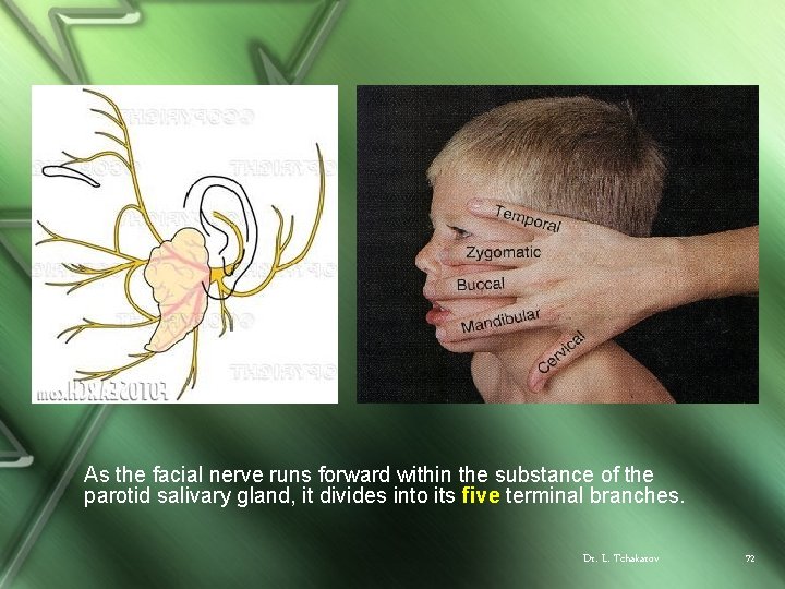 As the facial nerve runs forward within the substance of the parotid salivary gland,