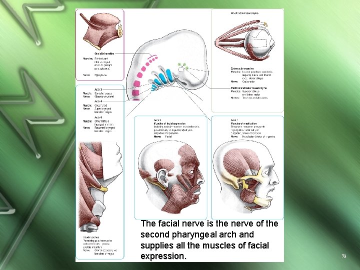 The facial nerve is the nerve of the second pharyngeal arch and supplies all