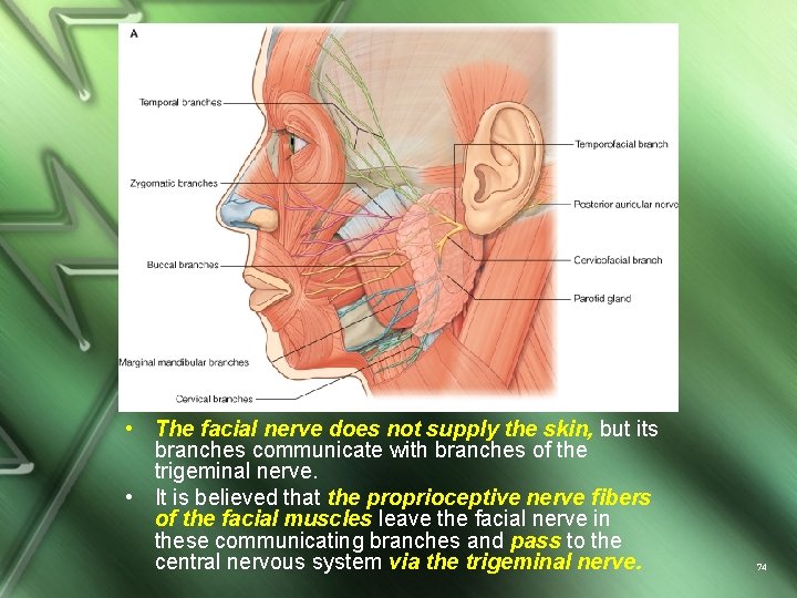  • The facial nerve does not supply the skin, but its branches communicate