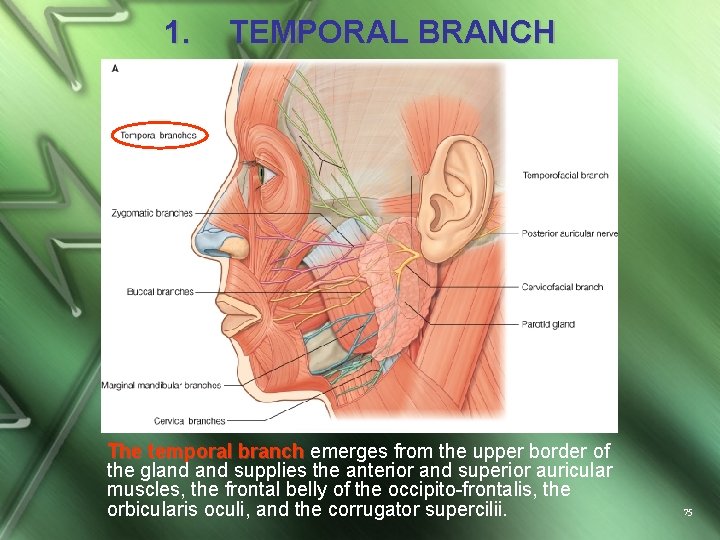 1. TEMPORAL BRANCH The temporal branch emerges from the upper border of the gland