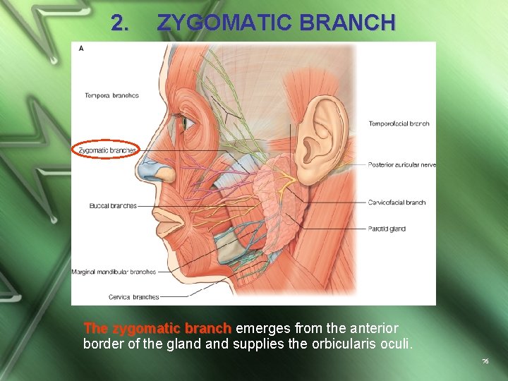 2. ZYGOMATIC BRANCH The zygomatic branch emerges from the anterior border of the gland