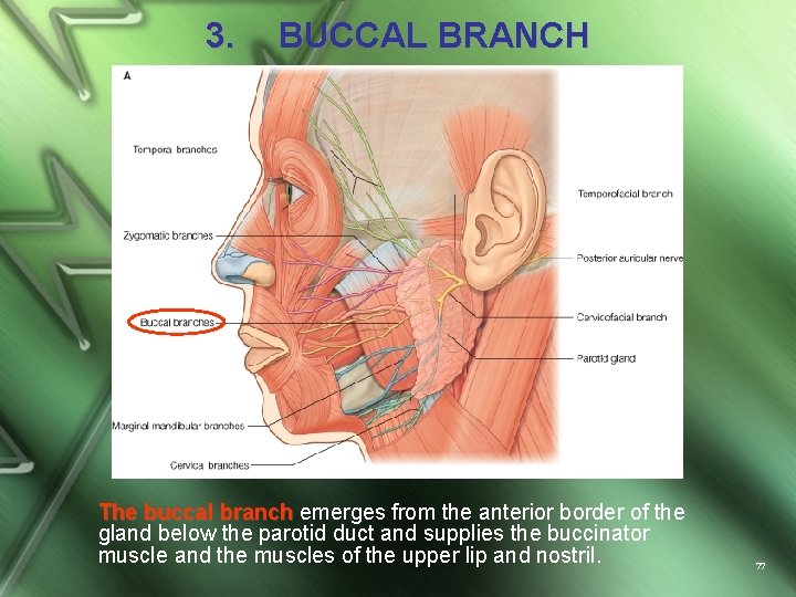 3. BUCCAL BRANCH The buccal branch emerges from the anterior border of the gland