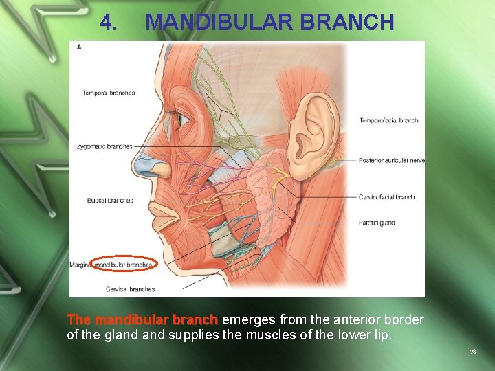 4. MANDIBULAR BRANCH The mandibular branch emerges from the anterior border of the gland