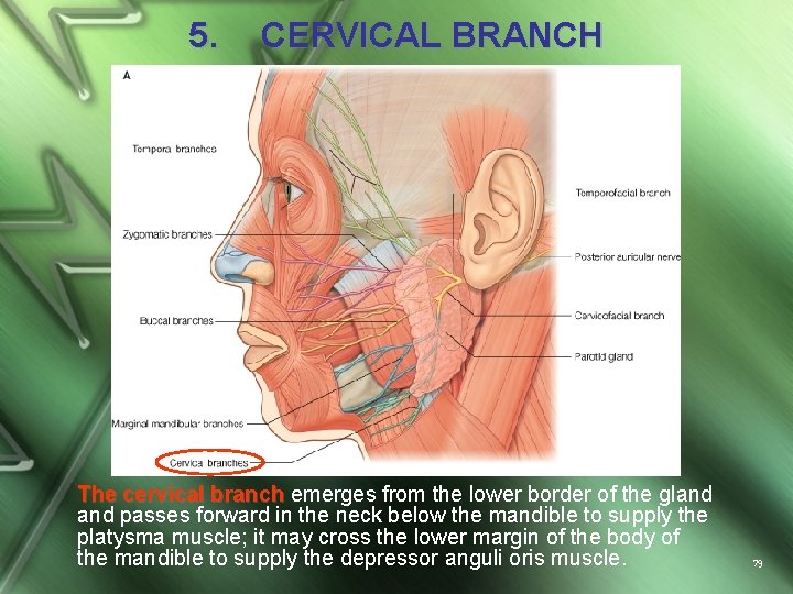 5. CERVICAL BRANCH The cervical branch emerges from the lower border of the gland