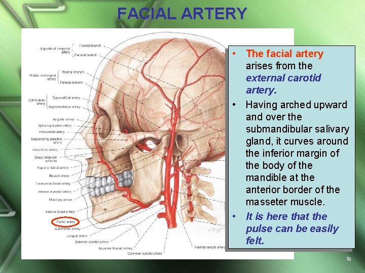 FACIAL ARTERY • The facial artery arises from the external carotid artery. • Having