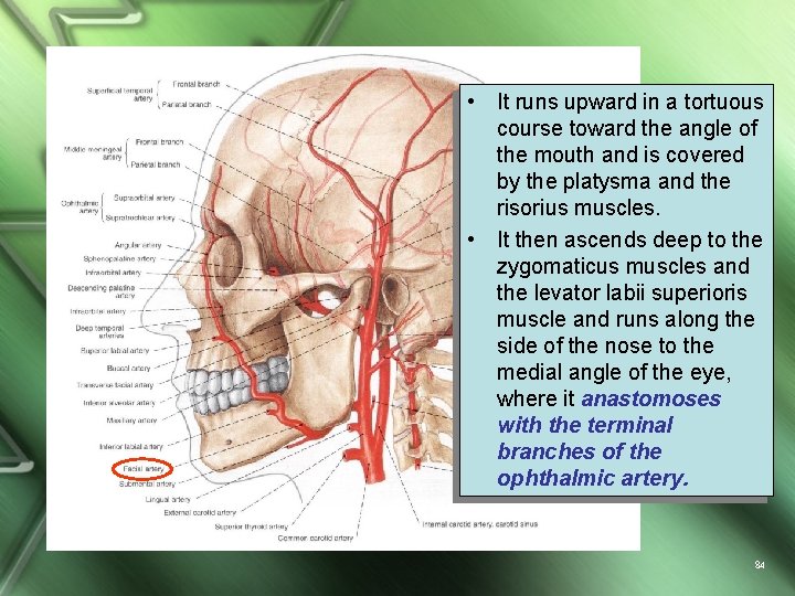  • It runs upward in a tortuous course toward the angle of the