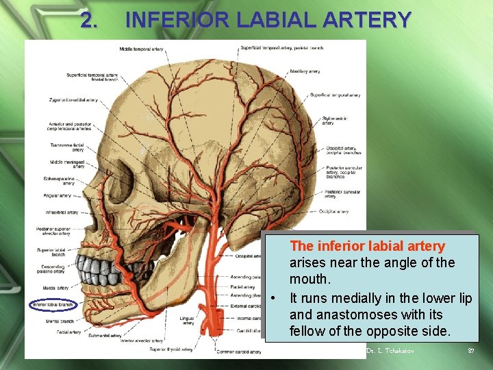 2. INFERIOR LABIAL ARTERY • The inferior labial artery arises near the angle of