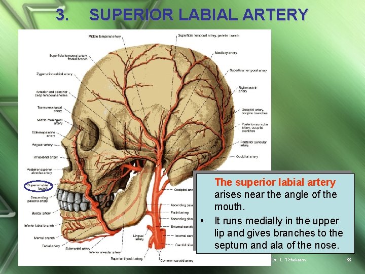 3. SUPERIOR LABIAL ARTERY • The superior labial artery arises near the angle of