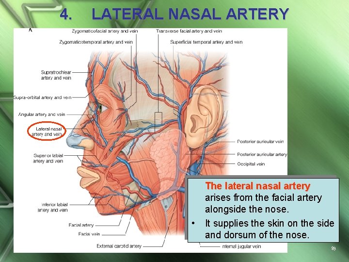 4. LATERAL NASAL ARTERY • The lateral nasal artery arises from the facial artery