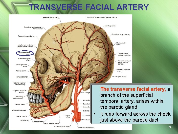 TRANSVERSE FACIAL ARTERY • The transverse facial artery, a branch of the superficial temporal