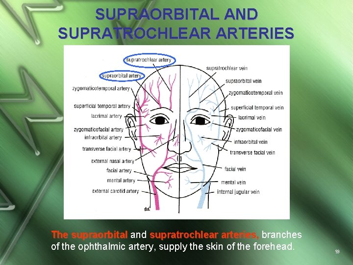 SUPRAORBITAL AND SUPRATROCHLEAR ARTERIES The supraorbital and supratrochlear arteries, branches of the ophthalmic artery,