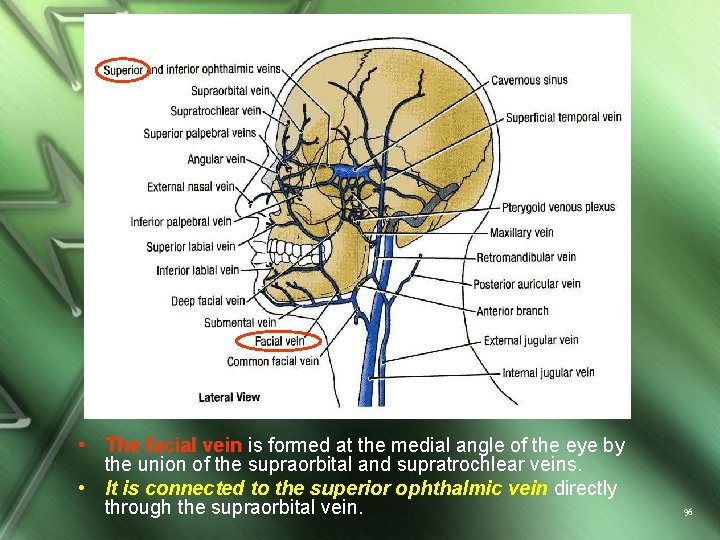  • The facial vein is formed at the medial angle of the eye