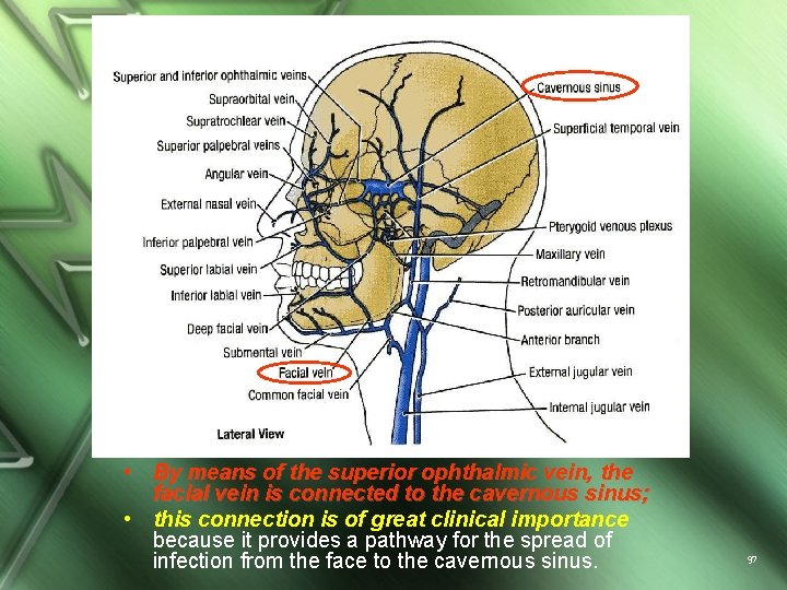  • By means of the superior ophthalmic vein, the facial vein is connected