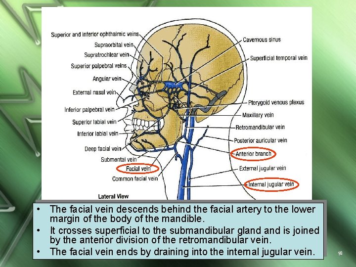  • The facial vein descends behind the facial artery to the lower margin