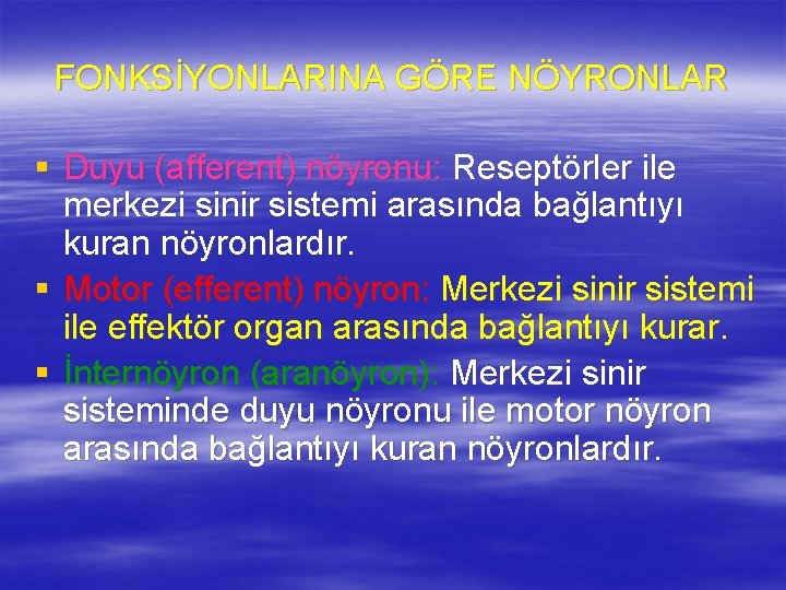 FONKSİYONLARINA GÖRE NÖYRONLAR § Duyu (afferent) nöyronu: Reseptörler ile merkezi sinir sistemi arasında bağlantıyı