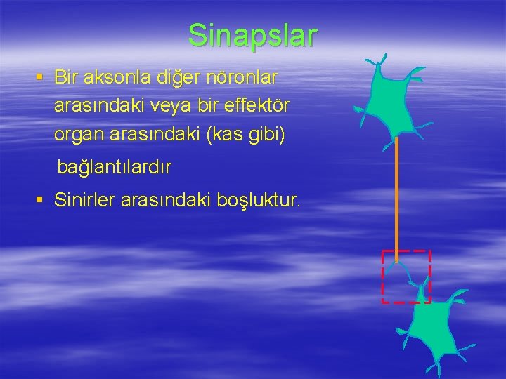 Sinapslar § Bir aksonla diğer nöronlar arasındaki veya bir effektör organ arasındaki (kas gibi)