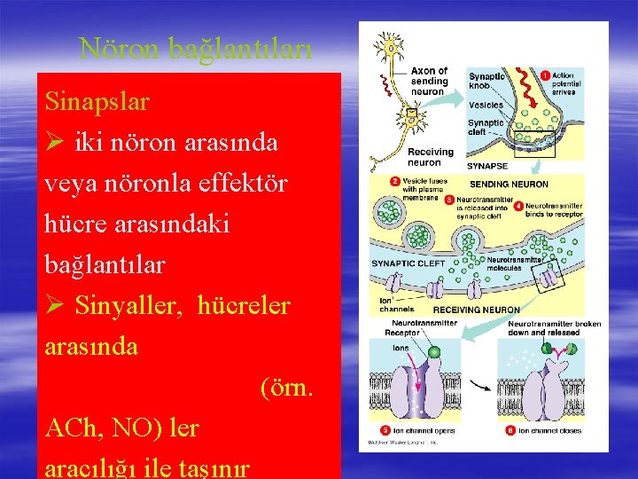 Nöron bağlantıları Sinapslar Ø iki nöron arasında veya nöronla effektör hücre arasındaki bağlantılar Ø