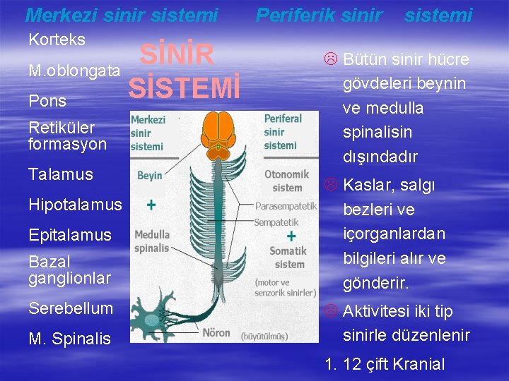 Merkezi sinir sistemi Korteks M. oblongata Pons Retiküler formasyon Talamus Hipotalamus Epitalamus Bazal ganglionlar