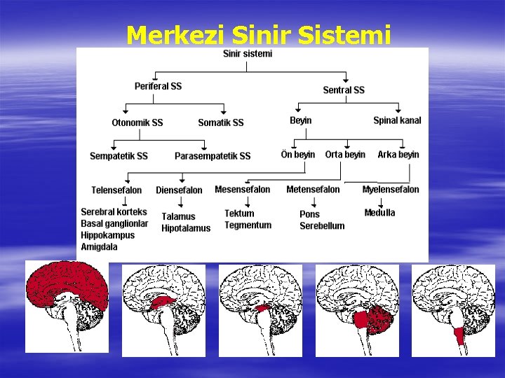 Merkezi Sinir Sistemi 