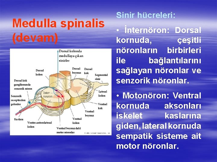 Medulla spinalis (devam) Sinir hücreleri: • İnternöron: Dorsal kornuda, çeşitli nöronların birbirleri ile bağlantılarını
