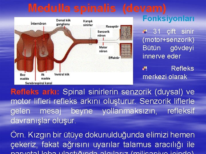 Medulla spinalis (devam) Fonksiyonları 31 çift sinir (motor+senzorik) Bütün gövdeyi innerve eder Refleks merkezi