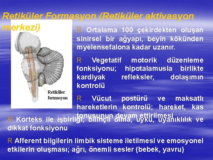 Retiküler Formasyon (Retiküler aktivasyon merkezi) R Ortalama 100 çekirdekten oluşan sinirsel bir ağyapı, beyin