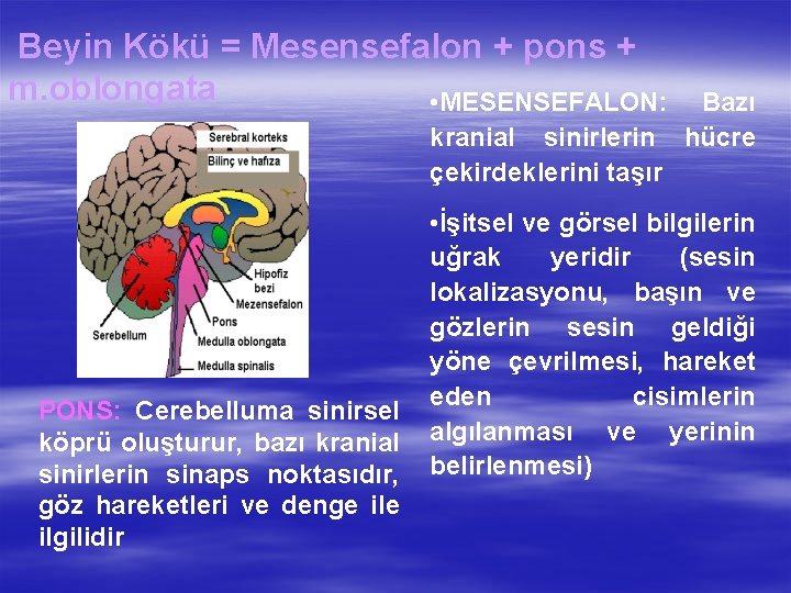 Beyin Kökü = Mesensefalon + pons + m. oblongata • MESENSEFALON: kranial sinirlerin çekirdeklerini
