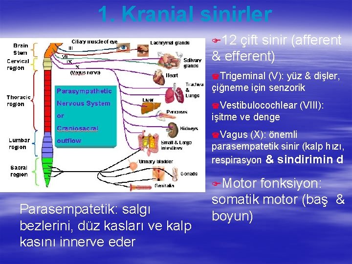 1. Kranial sinirler F 12 çift sinir (afferent & efferent) (Trigeminal (V): yüz &