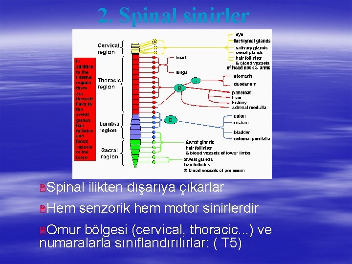 2. Spinal sinirler 2 Spinal 2 Hem ilikten dışarıya çıkarlar senzorik hem motor sinirlerdir