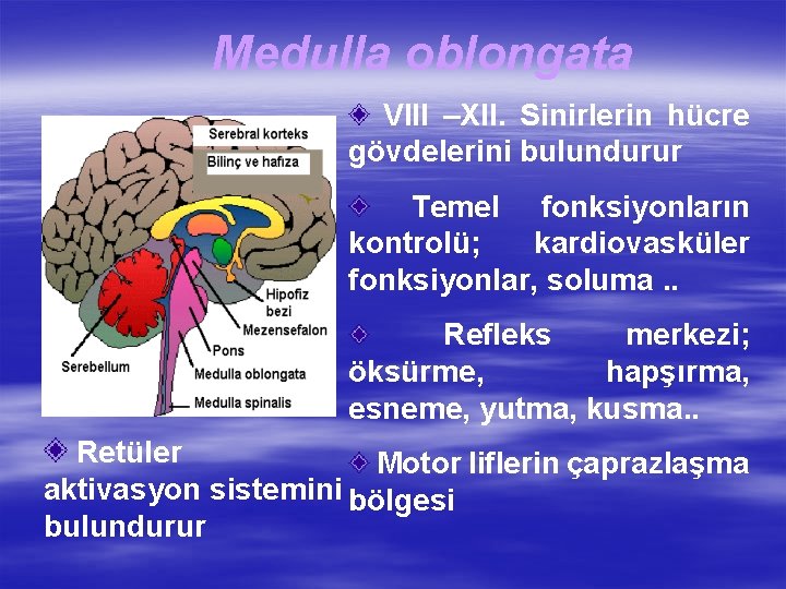 Medulla oblongata VIII –XII. Sinirlerin hücre gövdelerini bulundurur Temel fonksiyonların kontrolü; kardiovasküler fonksiyonlar, soluma.