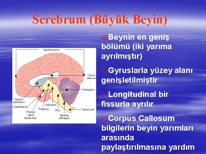 Serebrum (Büyük Beyin) *Beynin en geniş bölümü (iki yarıma ayrılmıştır) *Gyruslarla yüzey alanı genişletilmiştir