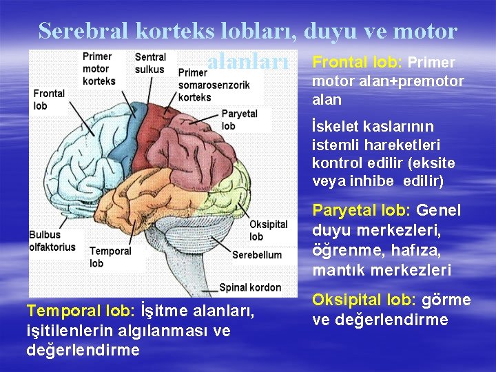 Serebral korteks lobları, duyu ve motor alanları Frontal lob: Primer motor alan+premotor alan İskelet