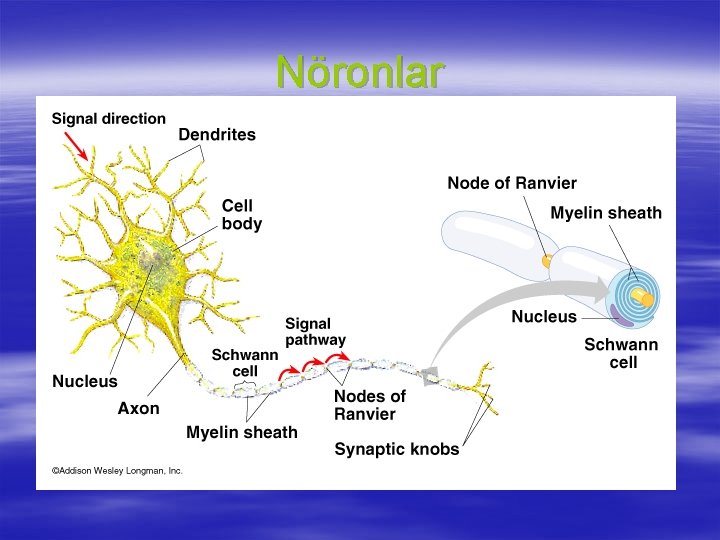 Nöronlar 
