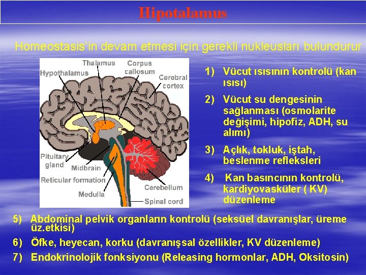 Hipotalamus Homeostasis’in devam etmesi için gerekli nukleusları bulundurur 1) Vücut ısısının kontrolü (kan ısısı)