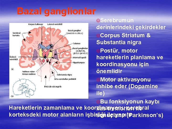 Bazal ganglionlar JSerebrumun derinlerindeki çekirdekler JCorpus Striatum & Substantia nigra JPostür, motor hareketlerin planlama