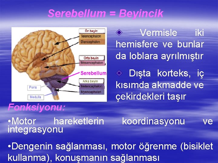 Serebellum = Beyincik Vermisle iki hemisfere ve bunlar da loblara ayrılmıştır Dışta korteks, iç